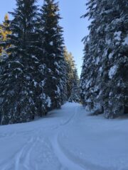 Bosco sopra Faserno