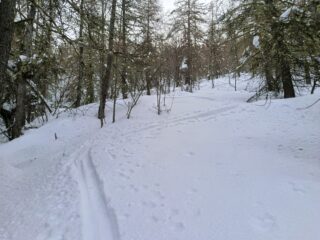 Prima parte della salita nel bosco.