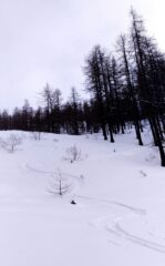 Bosco firmato.