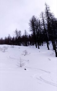 Bosco firmato.