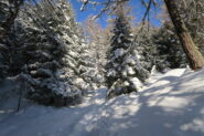 traccia di ciaspole  nel bosco