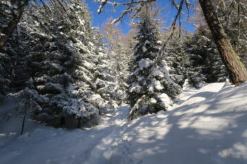 traccia di ciaspole  nel bosco