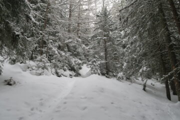 la traccia di salita nel bosco