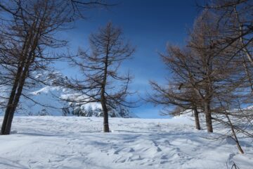 Fine lariceto