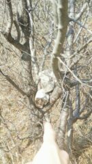 Ometto incastrato in albero in corrispondenza della svolta a sinistra