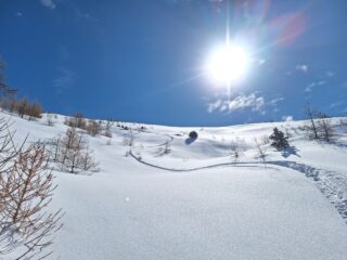 Inizio bosco