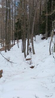 Tagli nel bosco per assenza di neve sulla poderale 