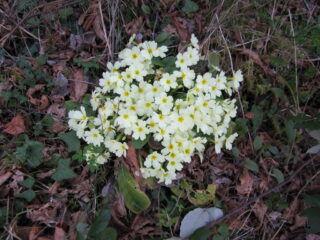 Primule in fiore