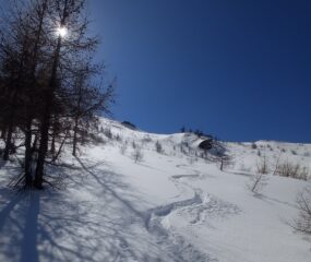 Quasi nel bosco 