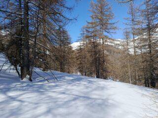 Il mezzacosta nel bosco 