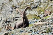 Stambecco subito dopo l'inizio della pietraia, alla fine del Pian Borgno 