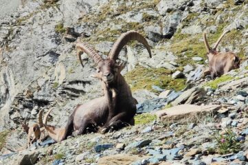 Stambecco subito dopo l'inizio della pietraia, alla fine del Pian Borgno 