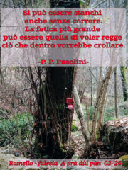 Elemosine rubate.
