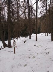 Salendo nel bosco