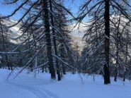 Salendo nel bosco 