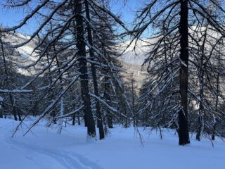 Salendo nel bosco 