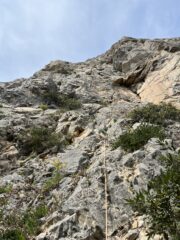 Gechi di Maremma - L1