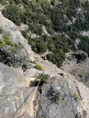 Gechi di Maremma - L3