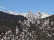 Primavera, con sfondo Tsaat a l'etsena e Becchi di Fana