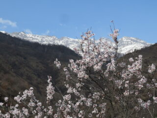 Primavera, con sfondo Tsaat a l'etsena e Becchi di Fana