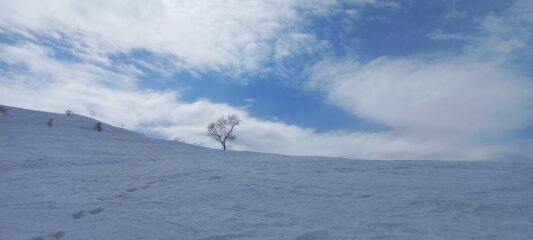 Solitario nella neve