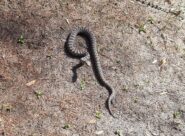 Non disturbiamo le vipera, che si fa gli affari suoi...