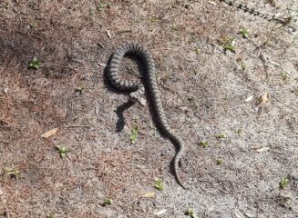 Non disturbiamo le vipera, che si fa gli affari suoi...