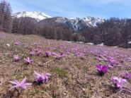 fioritura di Crochi presso il torrente