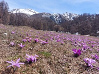 fioritura di Crochi presso il torrente