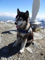 il bellissimo quattro zampe incontrato in vetta