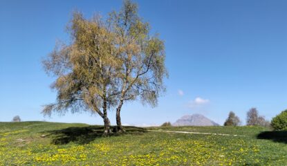 oplus_0