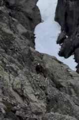 muflone sulla via di salita