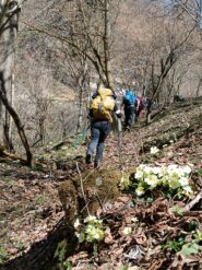salendo tra primule e violette