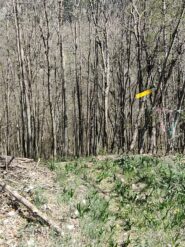 La palina nascosta all'inizio del bosco dopo aver attraversato il prato iniziale
