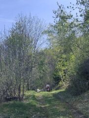 Incontrato una signora di mezz'età con al guinzaglio 7,8 cani ho provato a prendere il largo ma non c'è stato niente da fare.Non so se ha sfruttato il traino dei cani ma aveva un ritmo insostenibile,mi ha praticamente brasato lì 🤣e ho dovuto farla passare.