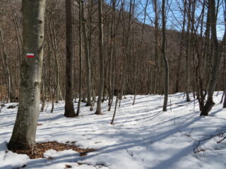 Tacche ben evidenti nel bosco