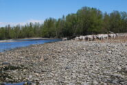 Mucche sul greto della Dora, risalendo verso la rilevata