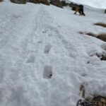 canale (condizioni ottime)