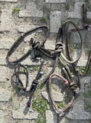 i cordoni marci recuperati dalle soste