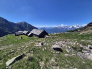 alpe variola