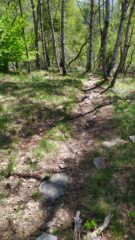 Sentiero nel bosco di betulle