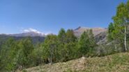 Vaccarezza e Angiolino