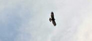Aquila 