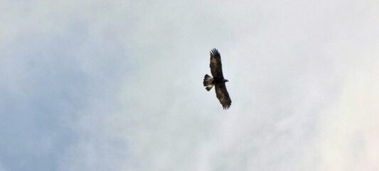 Aquila 