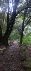 Tratto iniziale nel bosco