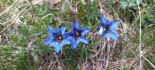 Genziana di Koch