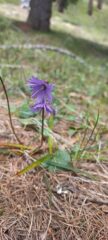 Soldanella alpina