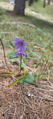 Soldanella alpina