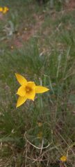 Tulipano dei campi (Tulipa sylvestris)