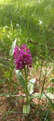 Orchidea sambucina (Dactyloriza sambucina)